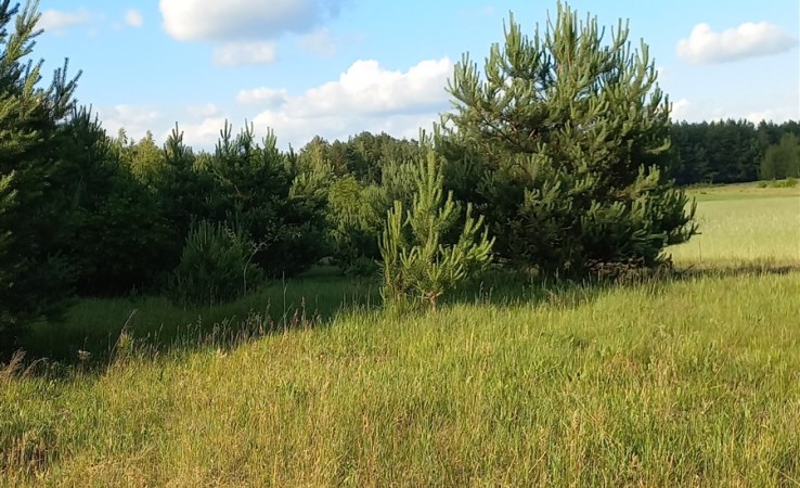 działka na sprzedaż - Glinojeck (gw), Śródborze